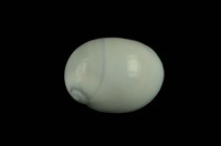 藏品(相模灣玉螺)的圖片